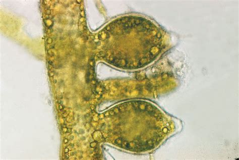 Reproduction In Algae