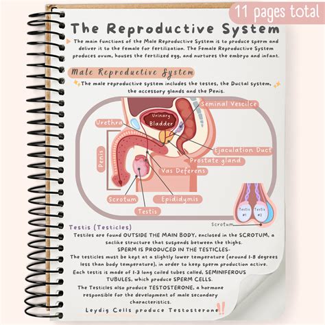 reproductive anatomy study guide