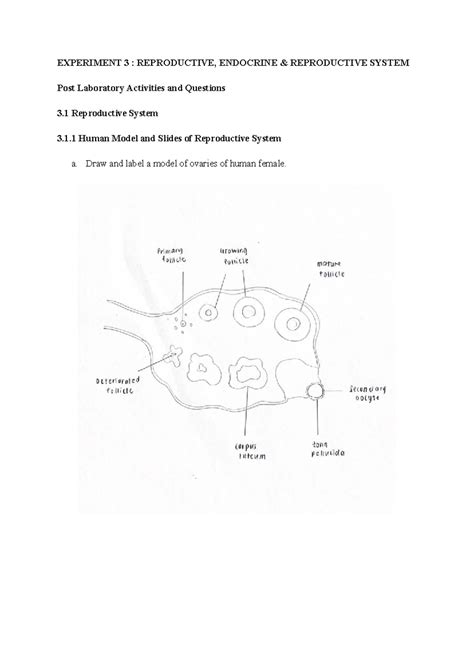 Reproductive System Lab Activities