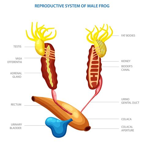 Reproductive System Of Frog
