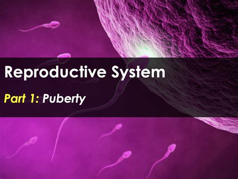 Reproductive System Ppt