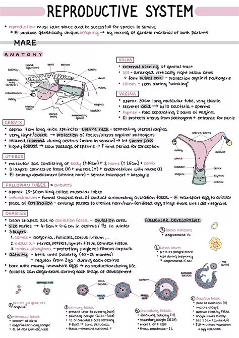 Reproductive System Study Notes