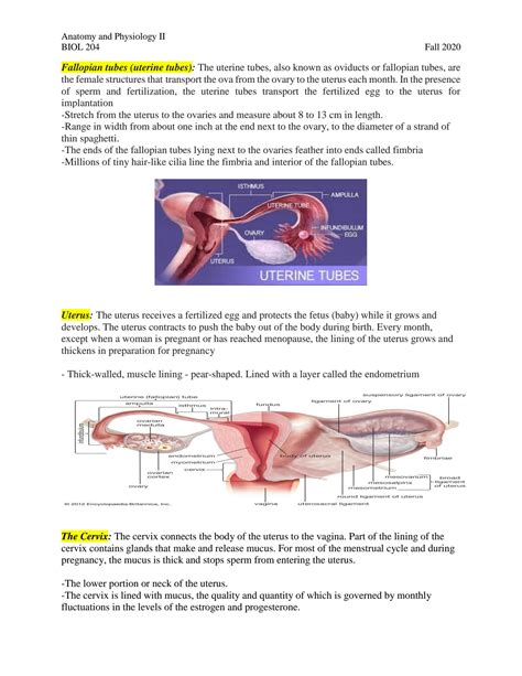 Read Reproductive System Study Guide 