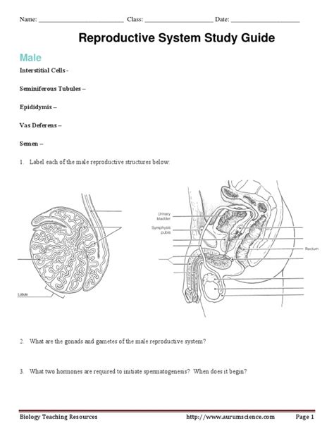 Read Reproductive System Study Guide 