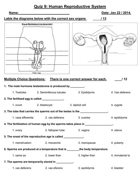 Download Reproductive System Test With Answers 