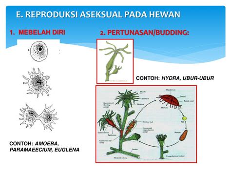reproduksi aseksual pada deuteromycota characteristics
