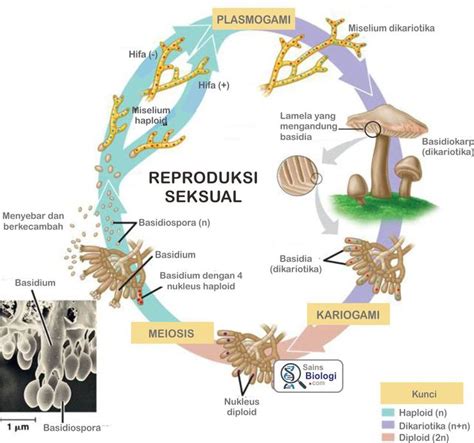 reproduksi seksual jamur