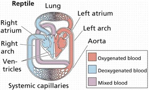 Reptile Circulatory System