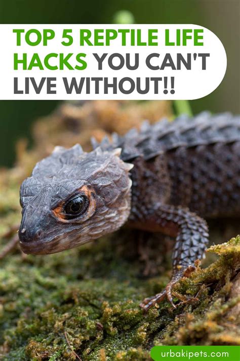 reptile_lifehacks