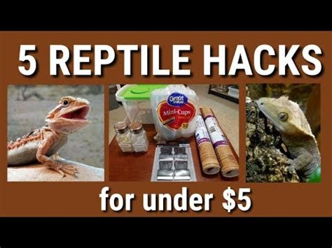 reptile_lifehacks