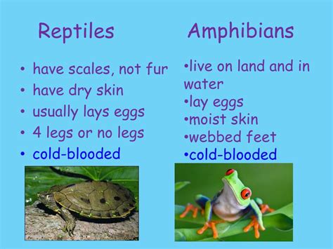 Reptiles Amphibians Amp Fish Science Unit The Good Reptiles And Amphibians Worksheet - Reptiles And Amphibians Worksheet