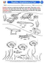 Reptiles Amphibians And Fish 2nd Grade Science Worksheets Reptiles And Amphibians Worksheet - Reptiles And Amphibians Worksheet