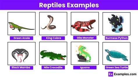 Reptiles Examples
