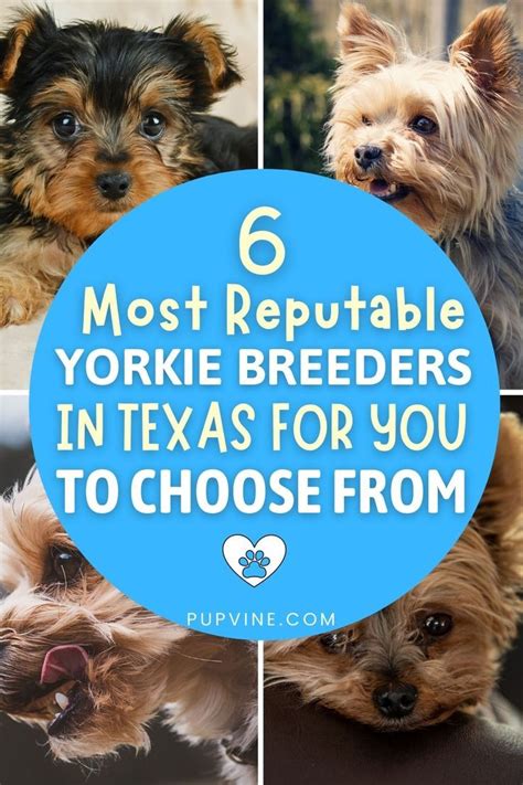 Reputable Teacup Yorkie Breeder