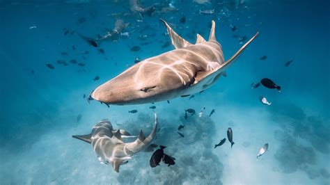 requins