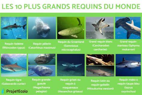 requins du monde plus de 500 espa ces da c crites