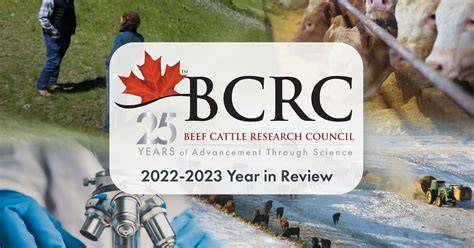 research on beef cattle in ethiopia