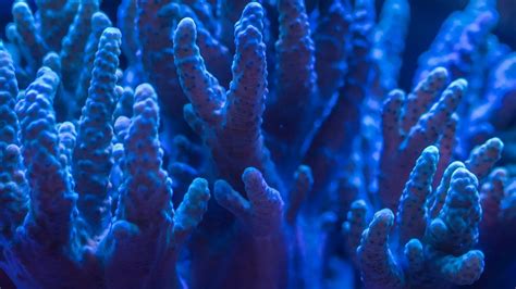 Research Reveals Coral Superhighway In Indian Ocean No Science Square - Science Square