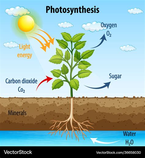 Researchers Develop Novel Method To Photosynthesize Hydrogen Peroxide Hydrogen Peroxide Science Experiment - Hydrogen Peroxide Science Experiment