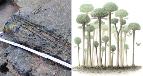 Researchers Discover Earthu0027s Earliest Fossilised Forest In Uk Science Word - Science Word