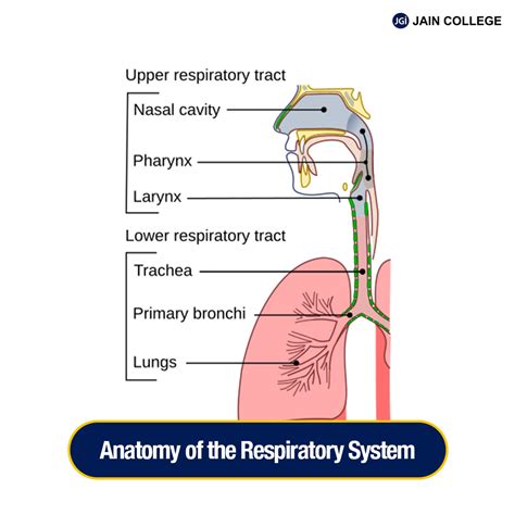Resp System Diagram