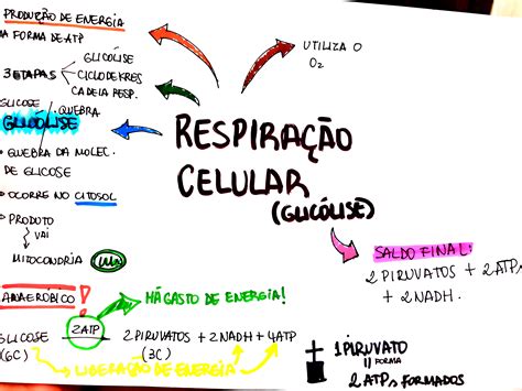 Respiração Celular Mapa Mental