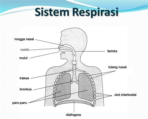 respirasi