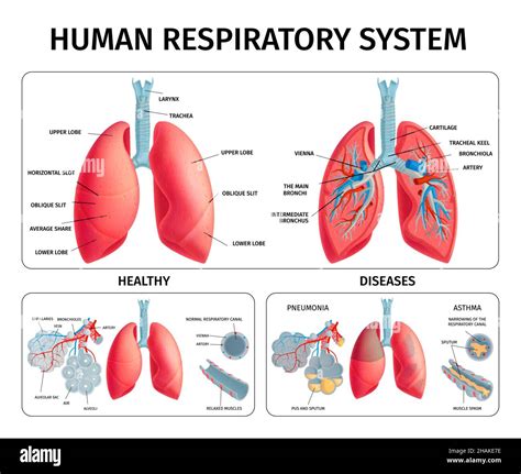 respiratory physiology