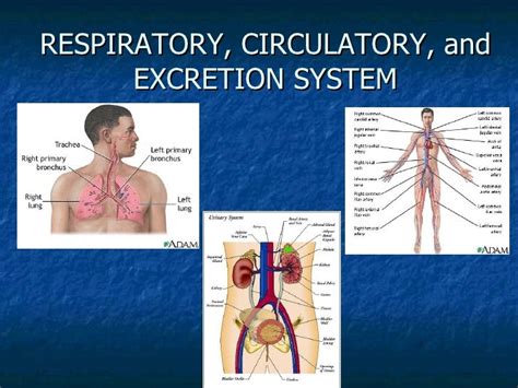 Respiratory System And Circulatory System Interactive Worksheet Circulatory And Respiratory System Worksheet - Circulatory And Respiratory System Worksheet