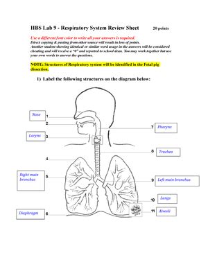 Respiratory System Answer Key