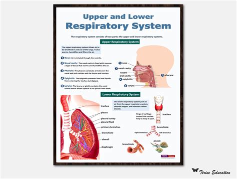 respiratory system catchy titles