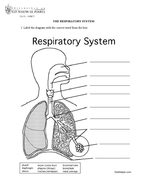 Respiratory System Exercise For 4 Live Worksheets Respiratory System For Kids Worksheet - Respiratory System For Kids Worksheet