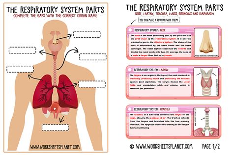 Respiratory System For Kids Diagram Vocabulary Worksheets Planet Respiratory System For Kids Worksheet - Respiratory System For Kids Worksheet