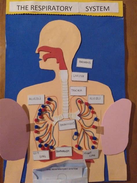Respiratory System For Kids Science Games And Videos Respiratory System Activities For Elementary Students - Respiratory System Activities For Elementary Students