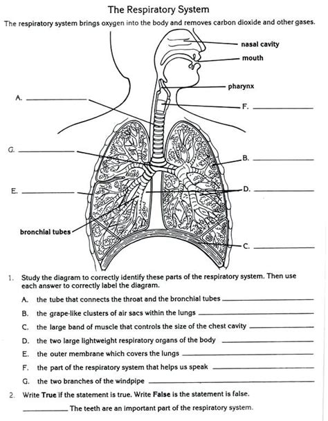 Respiratory System Grade 5 626 Plays Quizizz Vertebrate Respiration Worksheet 5th Grade - Vertebrate Respiration Worksheet 5th Grade
