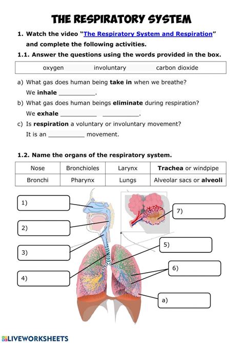 Respiratory System Interactive Worksheet Live Worksheets Respiratory System Worksheet Middle School - Respiratory System Worksheet Middle School