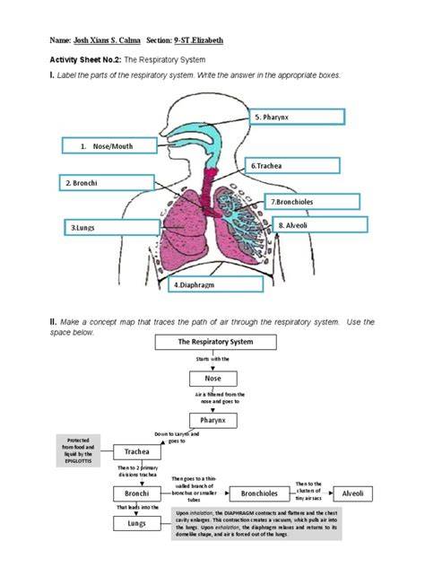 respiratory system label answers