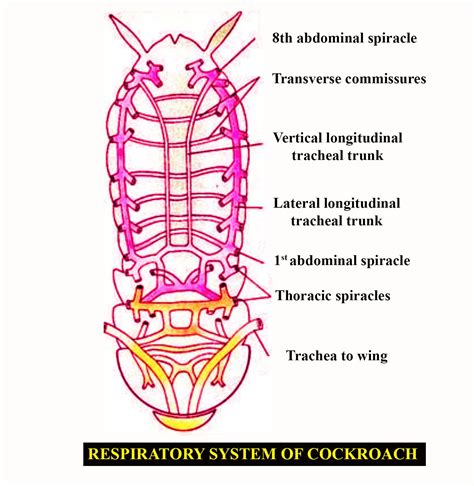 Respiratory System Of Cockroach