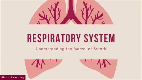 respiratory system powerpoint