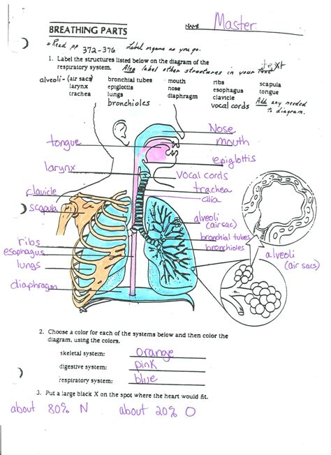 Respiratory System Quizzes And Labeled Diagrams Kenhub Respiratory Structure Worksheet - Respiratory Structure Worksheet