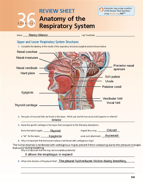 respiratory system review sheet