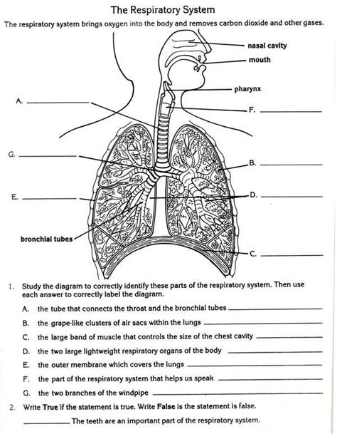 Respiratory System Student Worksheet Unit 1 Structure And Respiratory Structure Worksheet - Respiratory Structure Worksheet
