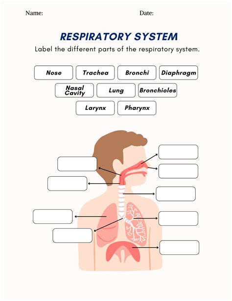 Respiratory System Worksheet