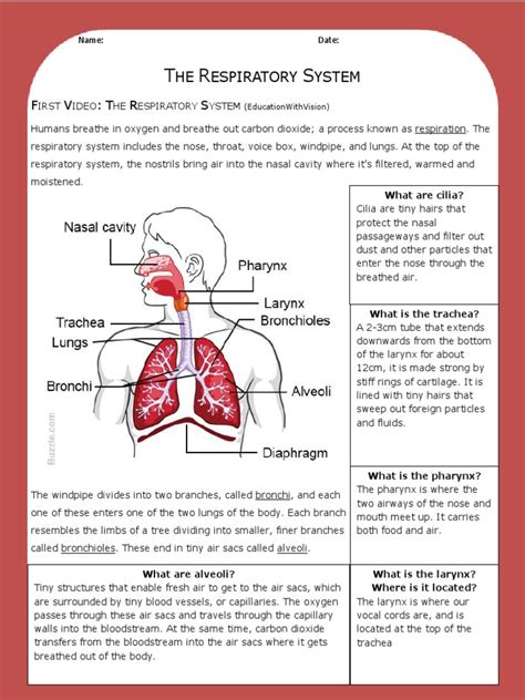 Respiratory System Worksheet Answer Key