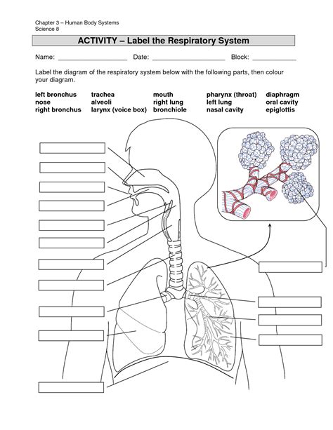 Respiratory System Worksheet Introduction To The Studocu Respiratory Structure Worksheet - Respiratory Structure Worksheet