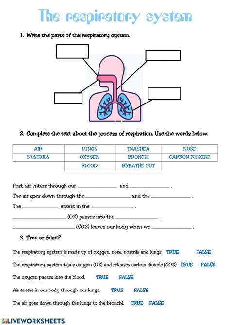 Respiratory System Worksheet Worksheet Live Worksheets Respiratory Structure Worksheet - Respiratory Structure Worksheet