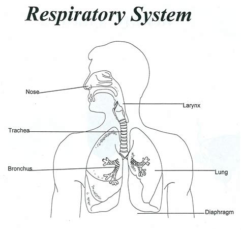 Respiratory System Worksheets Learny Kids Respiratory System For Kids Worksheet - Respiratory System For Kids Worksheet