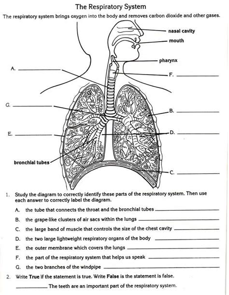 Full Download Respiratory System Answers If8754 