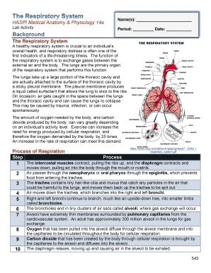 Read Online Respiratory System Haspi Medical Anatomy Answers 14A 