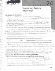 Read Respiratory System Physiology Exercise 24 Answers 
